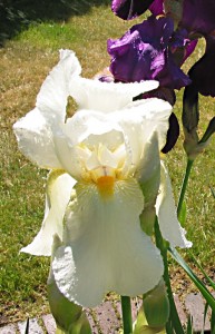 rainwater on the white iris glisten in sun