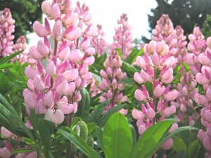 Pink lupine forest of flowers