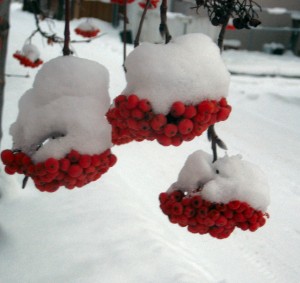 Snow on Rowan Berries