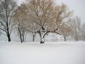 during blizzard in the park