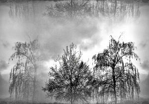 winter trees in a dark sky