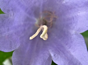 canterbury bell has a seed forming