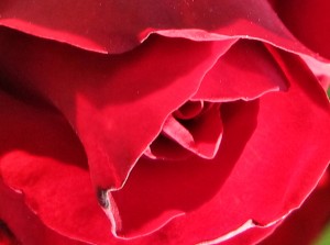 chevrolet red rose