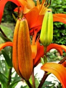 beautiful lilies, the bud itself is wonderful