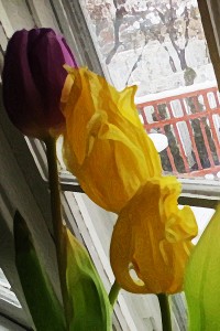 tulips in window 2