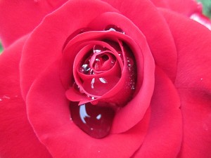 The rose creates beauty from al