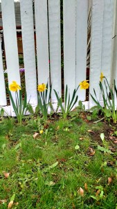 Daffodil line up